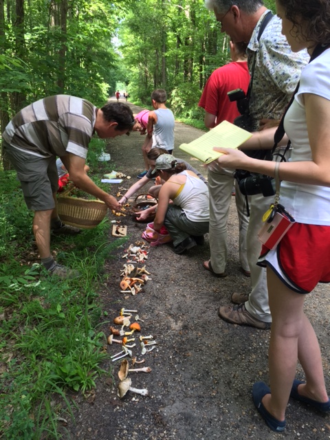 People looking for mushrooms.